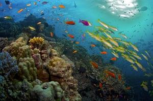 The Great Barrier Reef – in pictures